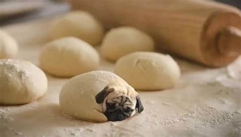 animals photoshopped into food|Clever Photoshops of Puppies & Dogs into Food.